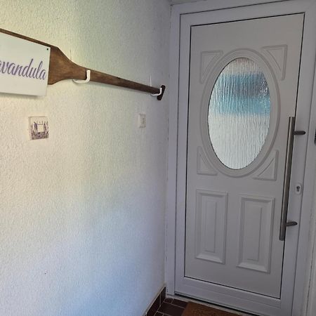 Lavandula Labin  Buitenkant foto