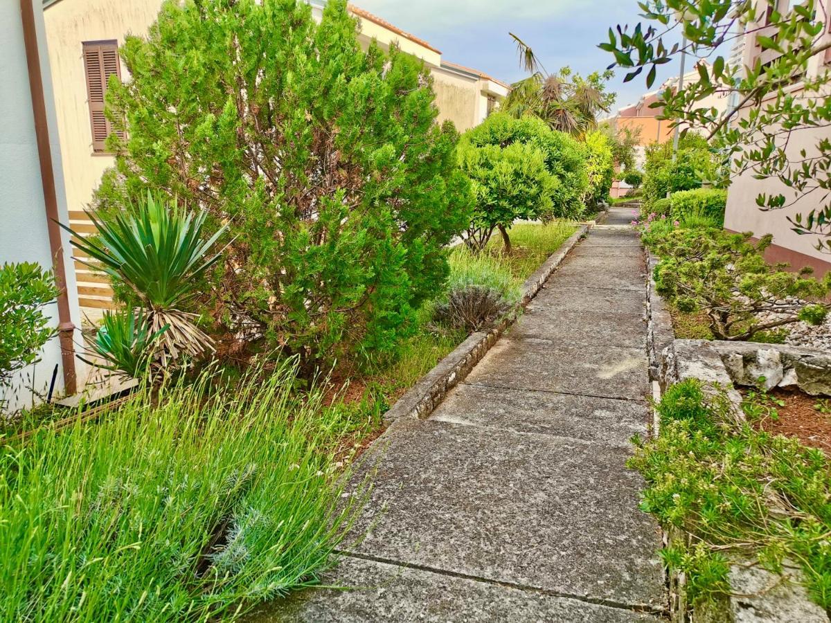 Lavandula Labin  Buitenkant foto