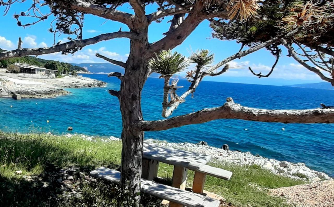Lavandula Labin  Buitenkant foto