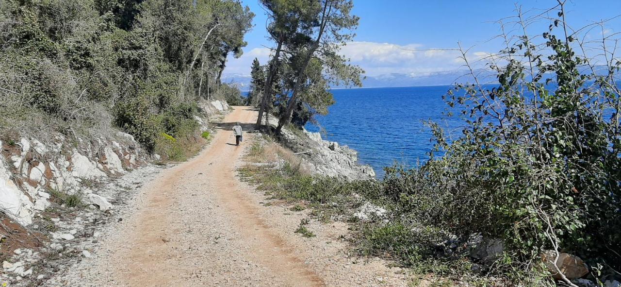 Lavandula Labin  Buitenkant foto